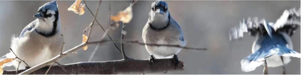 Blue Jay, Spirit Animal, Animal Guide, Animal Spirit Messenger