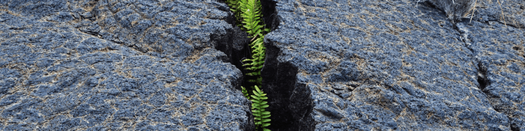 plants growing in a crevice in the dry earth embodying resilience.