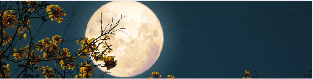 Full Moon viewed through tree branches.  November 15, 2024 Full Moon in Taurus, Super Moon