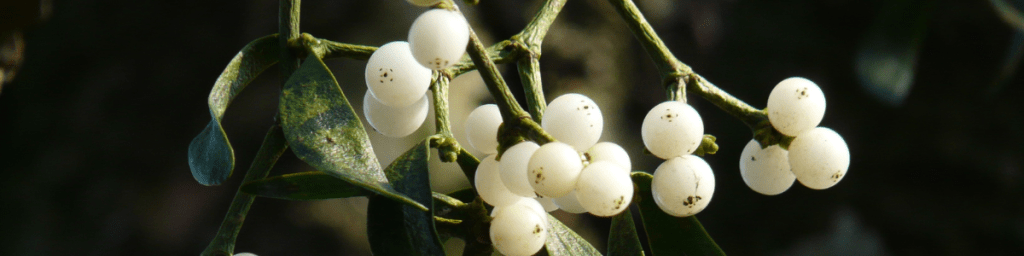 Mistletoe, with deep green leaves and pearly white berries.