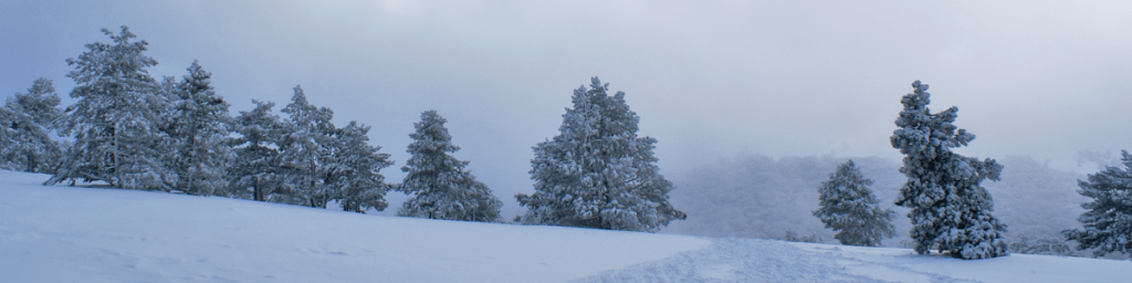 Evergreen Trees in a snowy landscape