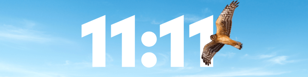 Angel Number 11:11, and a Northern Harrier