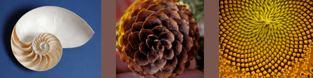 A nautilus shell, pine cone and sunflower; all examples of the Fibonacci Spiral.