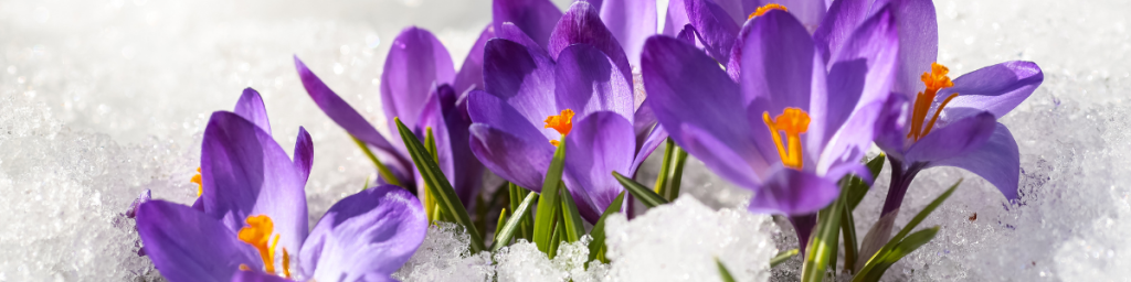 Purple crocus flowers in the snow.