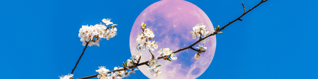 Full Pink Moon with cherry blossoms on a branch in the foreground.