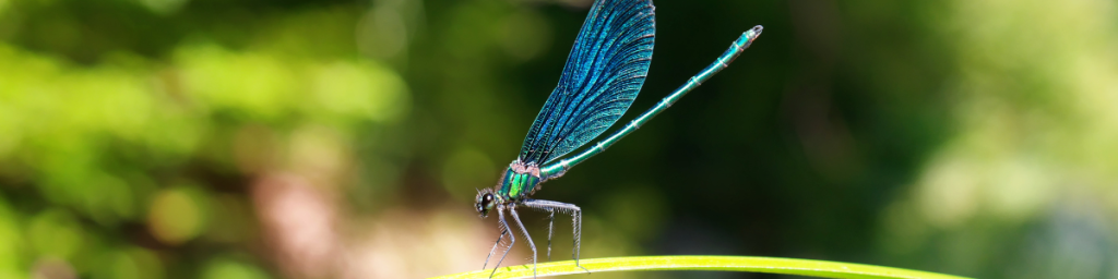 Blue dragonfly on a blade of grass.